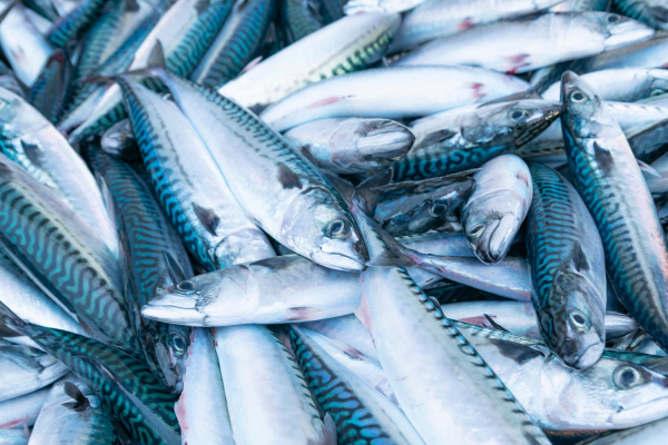 Le Togo recherche 20 milliards FCFA pour développer sa filière poisson