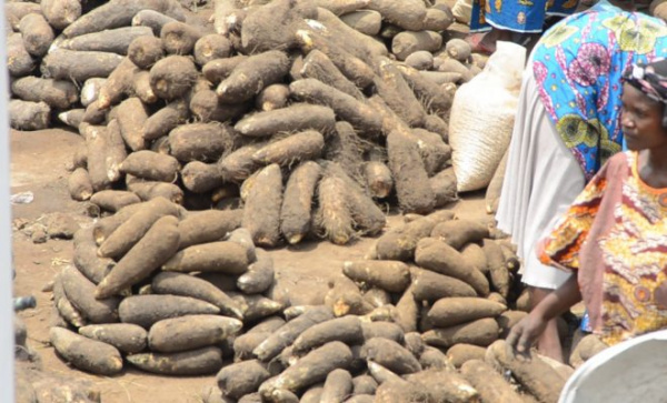 Togo : la production d’igname estimée à près de 900 000 tonnes en 2020