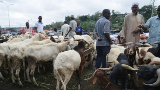 dossier comment le togo ameliore sa production en betail et viande arda 3