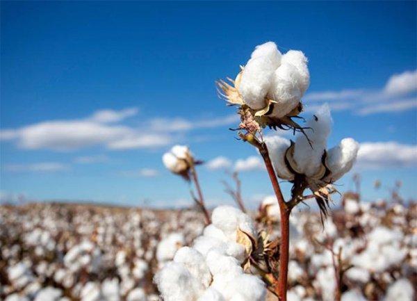 Cotton: Ogou and Anié farmers aim to cultivate 6,000 ha in the 2023-2024 campaign