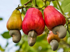Togo: New Cashew Marketing Campaign On, Prices Up