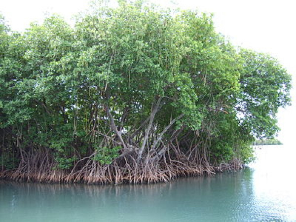 Togo Mangroves