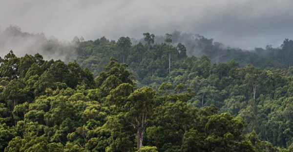 Le Togo a perdu 20 % de ses for&ecirc;ts primaires en 20 ans