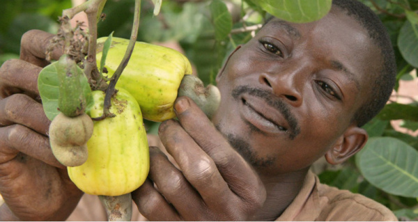 The government provides a major loan to the cashew sector