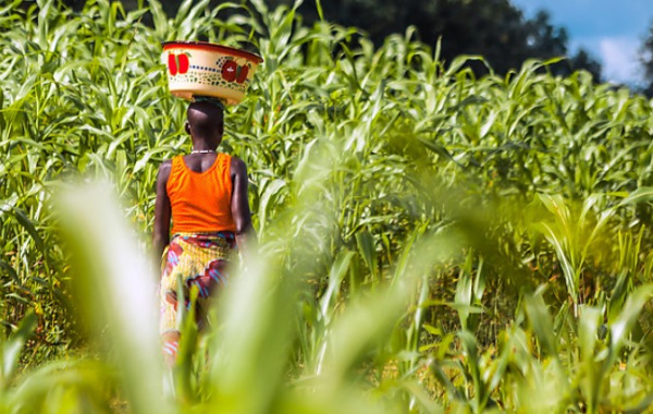 La Banque mondiale lance un programme de résilience alimentaire, doté de 716 millions $