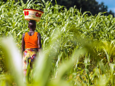 la-banque-mondiale-lance-un-programme-de-resilience-alimentaire-dote-de-716-millions