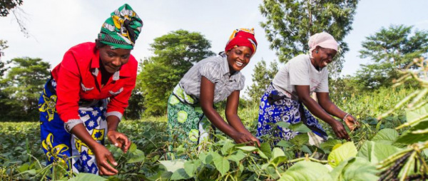 An inter-municipal association to manage the agro-pastoral infrastructures in the Plateaux region