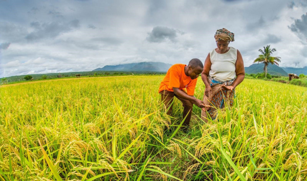 Le Togo a produit plus de 150 000 t de riz en 2020