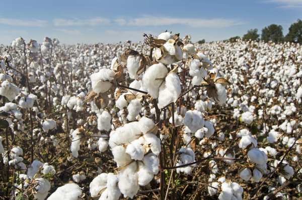 Olam to inject CFA4bn in the new cotton season, eyes an output of 135,000 t
