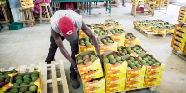 Le Togo, 2ème exportateur africain de produits bio vers l&#039;Union Européenne