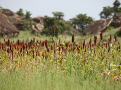 Togo: A 2024 Review of Agriculture