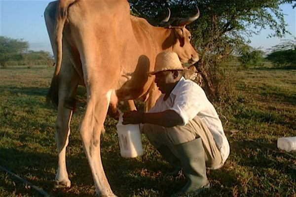 Togo to open by September 2019 a school-farm in order to develop its own dairy sector