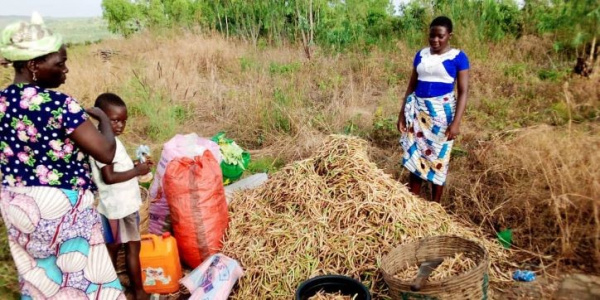 Togo : de nouvelles variétés introduites dans la culture du niébé pour booster sa production