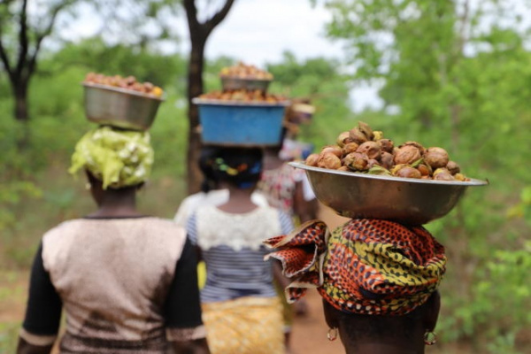 Karité : 1,4 million $ pour appuyer les collectrices au Togo et au Burkina Faso