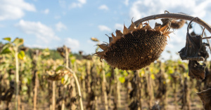 AfDB blames climate change for agriculture’s smaller contribution to Togo’s GDP
