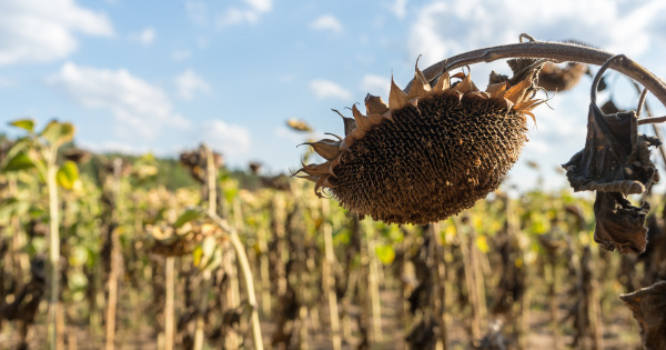 AfDB blames climate change for agriculture’s smaller contribution to Togo’s GDP