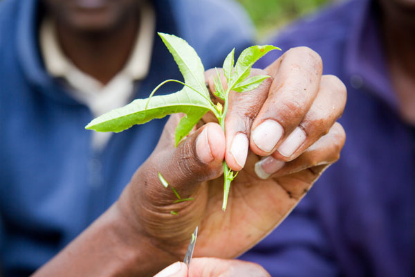 Togo: Institut des Métiers de l’Agriculture of Kara to train individuals in agribusiness and more