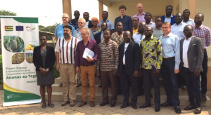 Au Togo, la fili&egrave;re ananas se dote d'un plan strat&eacute;gique quinquennal