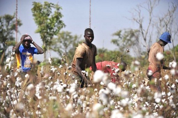 Togo: NSCT awards best cotton producers