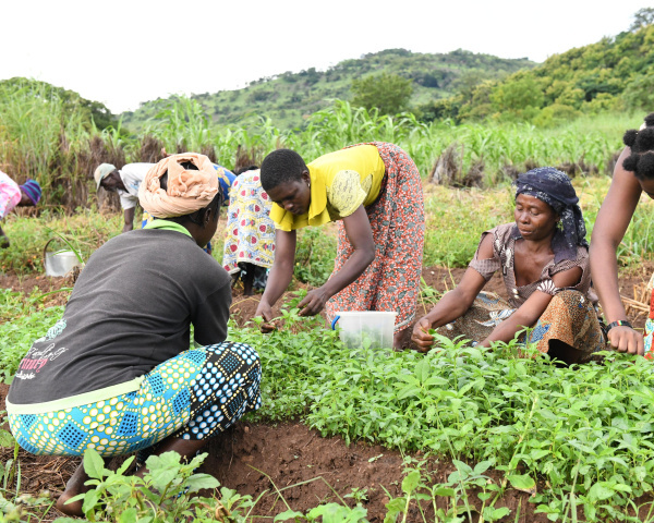 Togo Kicks Off International Year of the Woman Farmer with Focus on Economic Empowerment
