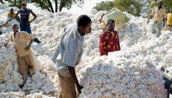 Coton : un complément de 35 FCFA/kilo vendu aux cotonculteurs au titre de la campagne écoulée, 2018/19