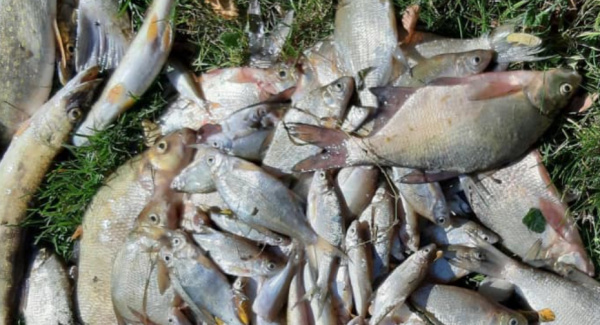Poissons retrouvés morts dans le bassin de Todman, alerte sanitaire déclenchée à Lomé