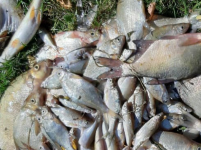 poissons-retrouves-morts-dans-le-bassin-de-todman-alerte-sanitaire-declenchee-a-lome