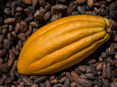 togo-legere-hausse-des-prix-du-cafe-et-du-cacao
