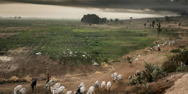 Togo : vers un couloir de transhumance dans la région des plateaux