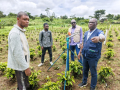 FAO backs Togo&rsquo;s food security drive with CFA3.5 bln&nbsp;