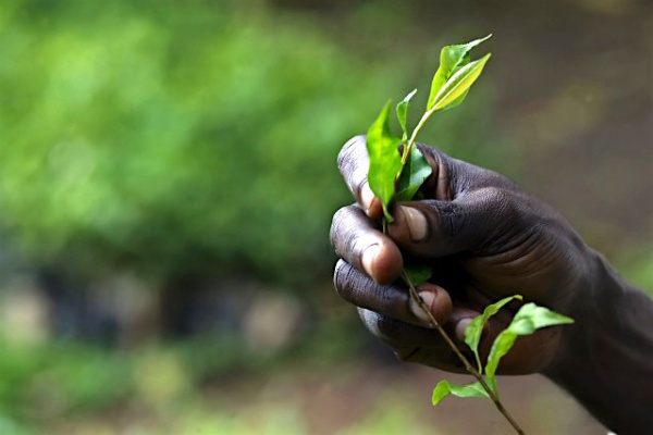 Togo’s Office for the Development and Exploitation of Forests reforested 12,000 ha State lands since it was established