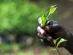 Togo’s Office for the Development and Exploitation of Forests reforested 12,000 ha State lands since it was established
