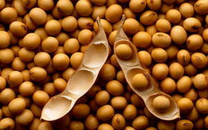 Togo Nears Access To China&rsquo;s Soybean Market