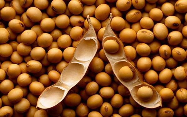 Togo Nears Access To China&rsquo;s Soybean Market