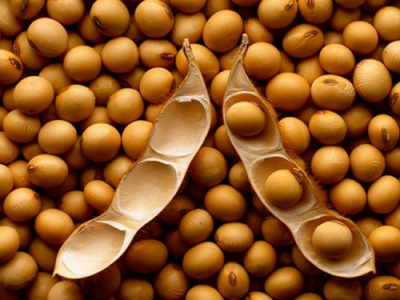togo-nears-access-to-china-s-soybean-market