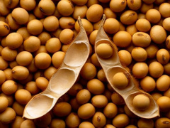 Togo Nears Access To China&rsquo;s Soybean Market