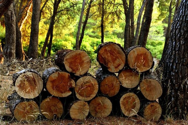 Togo introduces new framework for forestry sector permits