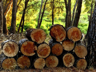 togo-introduces-new-framework-for-forestry-sector-permits
