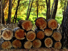 Togo introduces new framework for forestry sector permits