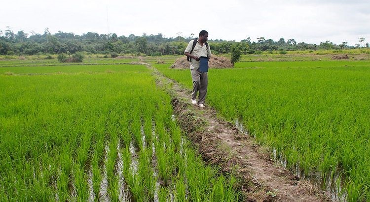 Togo : le FIDA appuie un projet pour améliorer la productivité des chaînes de valeur du riz et du manioc