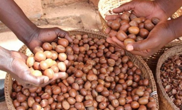 Togo : l&#039;exécutif suspend l’exportation de la noix et de l’amande de karité