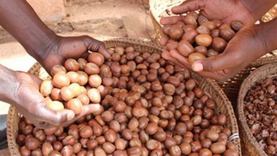 Togo : l&#039;exécutif suspend l’exportation de la noix et de l’amande de karité