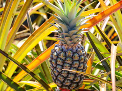 togo-eu-backed-project-procat-produces-significant-results-in-the-pineapple-sector