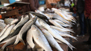 Togo : une strat&eacute;gie nationale pour un d&eacute;veloppement durable de la p&ecirc;che et de l'aquaculture