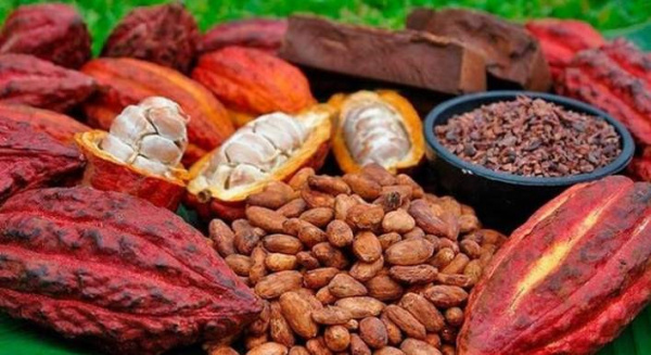 ICAT to supply farmers with over a million cocoa and coffee seedlings in the new season