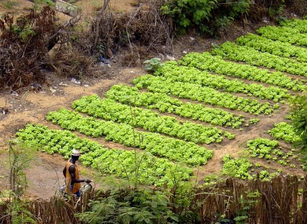 Togo : la coopération allemande donne un coup de pouce à la culture maraîchère à hauteur de 15 millions FCFA