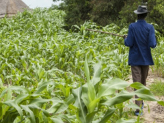 Togo: Business operators encouraged to invest in agriculture