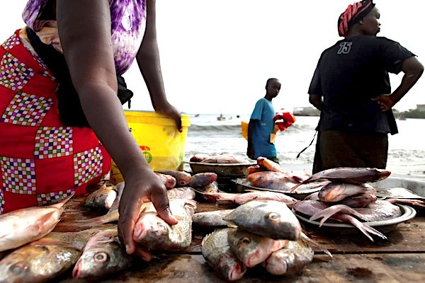 Production halieutique : au Togo, toujours un gros déséquilibre entre pêche artisanale et industrielle