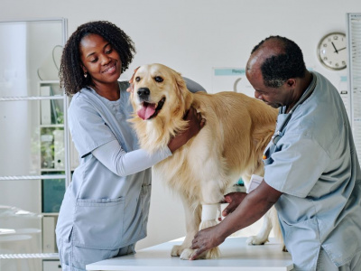 lome-reunit-les-experts-veterinaires-de-14-pays