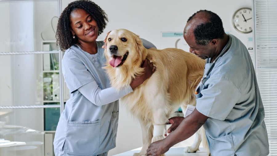 Lomé réunit les experts vétérinaires de 14 pays